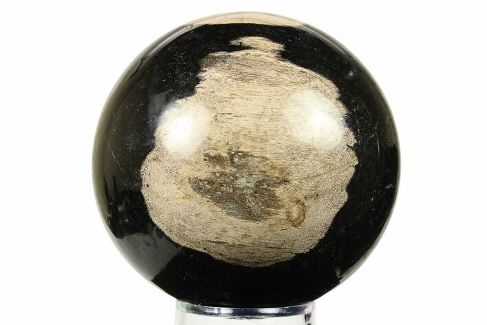 Petrified Wood (Tropical Hardwood) Sphere - Indonesia #274224